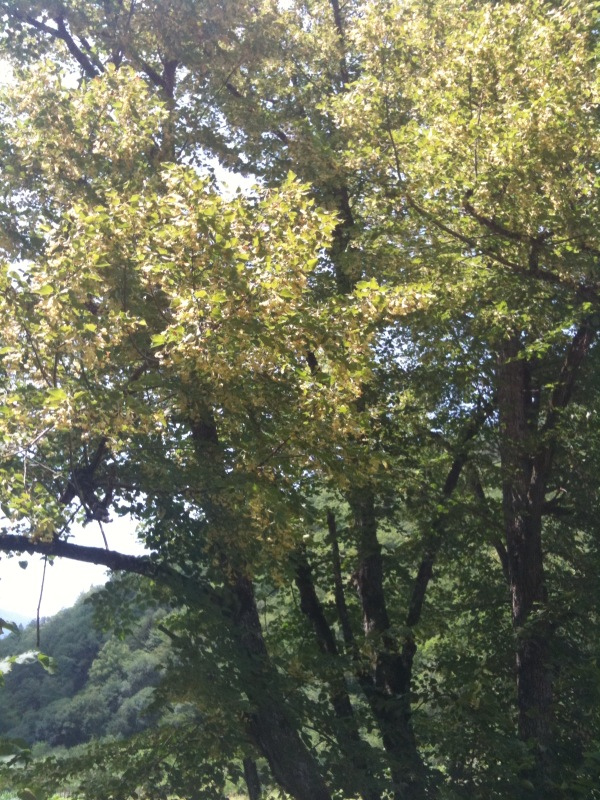 linden